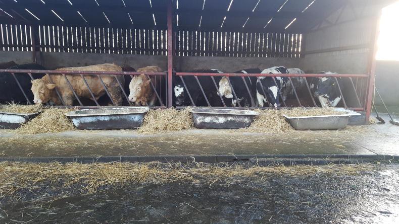 Watch: learning the art of finishing cattle