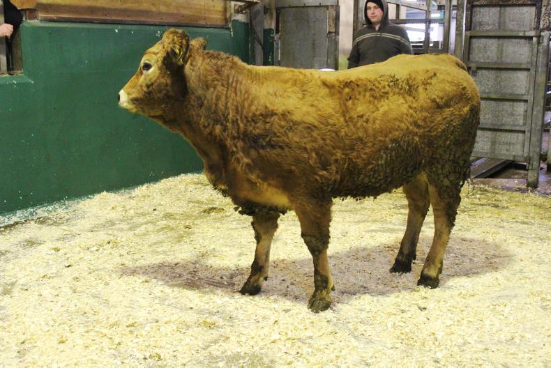 NI has fifth highest beef price in EU