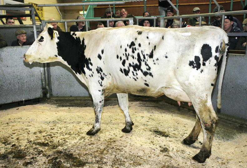 Mart prices: dairy cattle sell to £2,420 at Ballymena