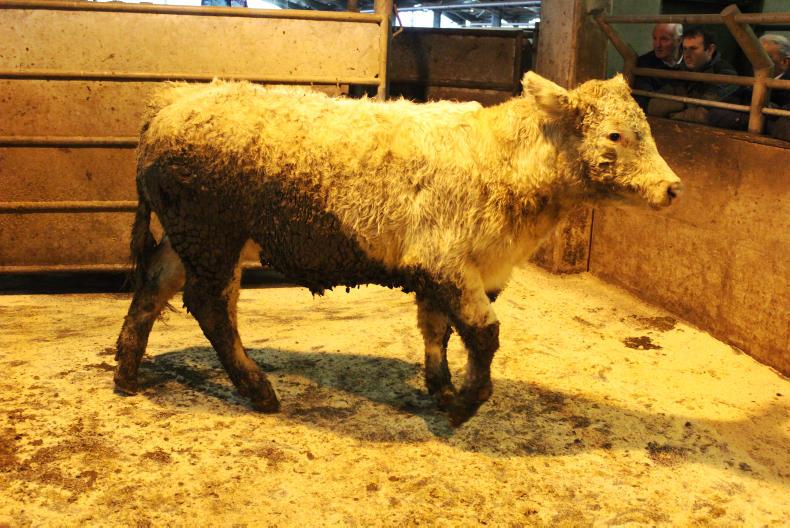 Smaller sale boosts cattle prices at Enniskillen Mart