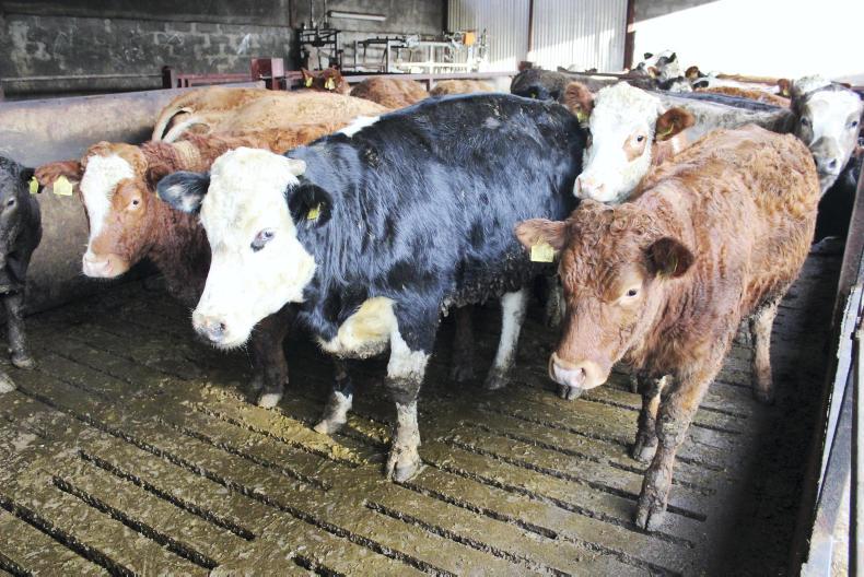 Winter management crucial for breeding heifers