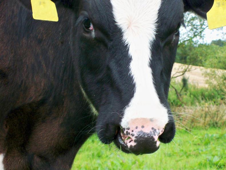 USDA impressed by Shinagh set up