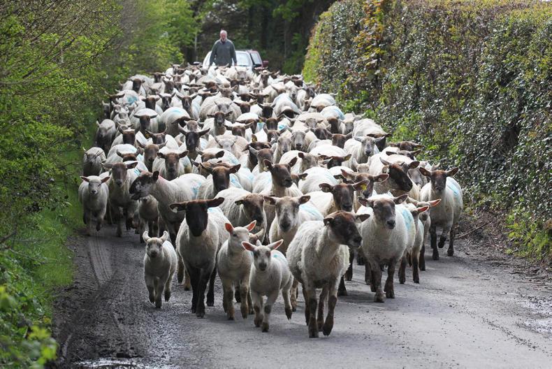 Outlook 2018: Brexit will affect a growing national flock