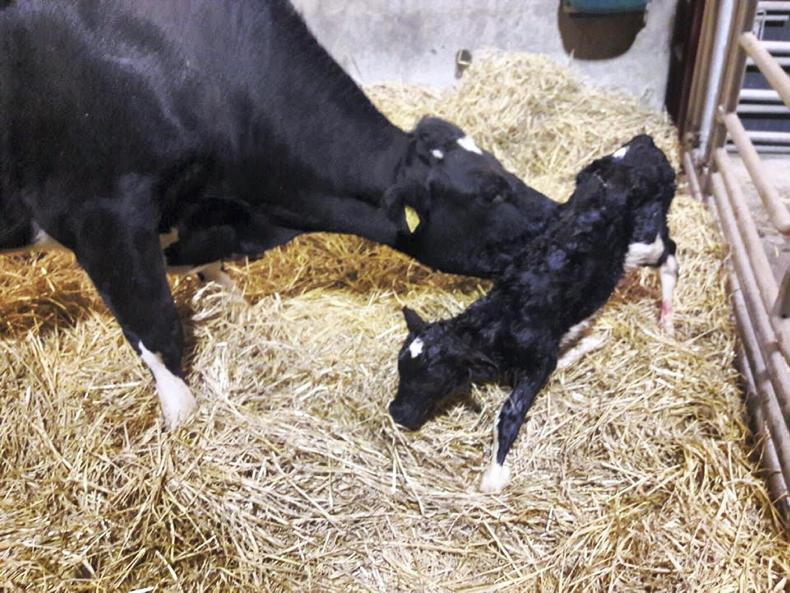 In pictures: the first farm births of 2018