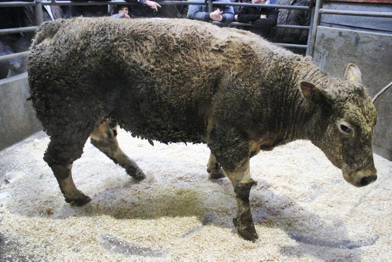 Super trade for in-calf heifers at Draperstown 