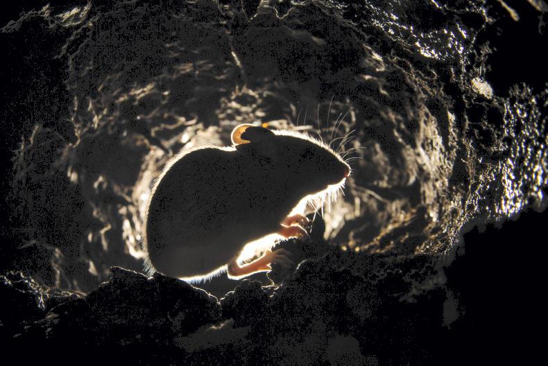 Rat poison changes come into effect