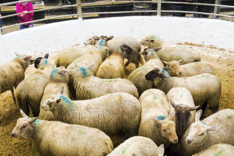 Positive start to Tullow mart 2018 sheep sales