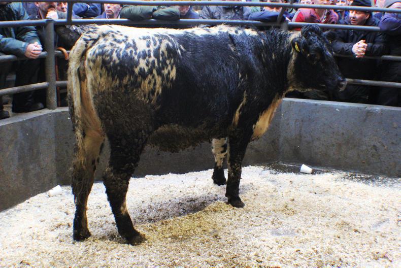 In-calf beef heifers sell for up to £1,700 