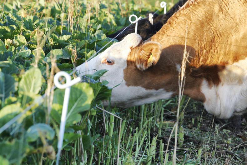 Weekly podcast: Young farmers on Brexit and Tullamore farm update