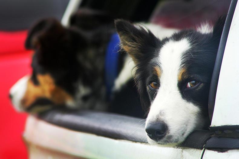 Agri jobs: dairy workers, tractor drivers and calving assistants