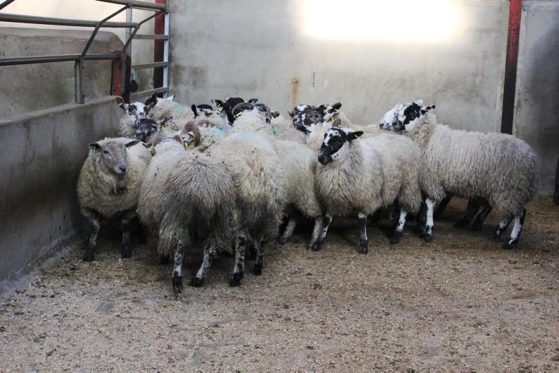 Heavy lambs sell to £98 at Kilrea Mart