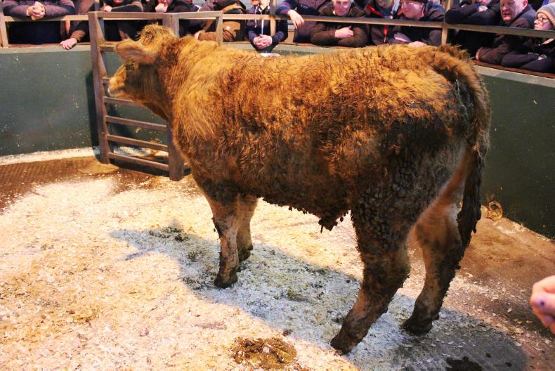 Irish U3 beef prices ahead of NI
