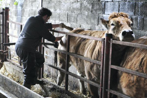 Brucellosis testing reduced in beef herds