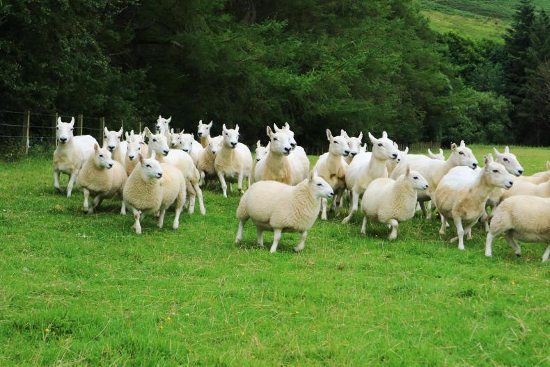 Dog attack kills two sheep on Skye