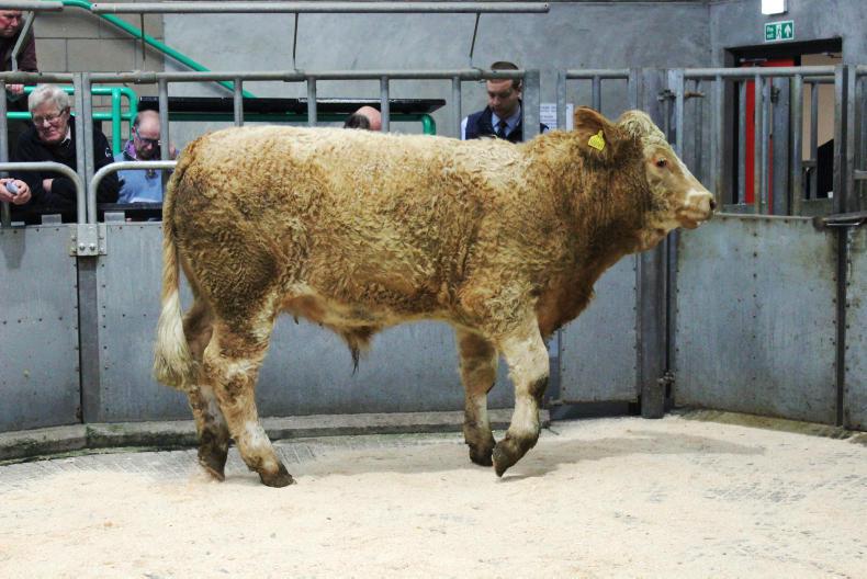 Price deals on offer for larger NI cattle suppliers, hoggets up