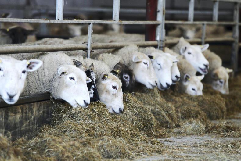 Late pregnancy nutrition –the foundation to flock profitability