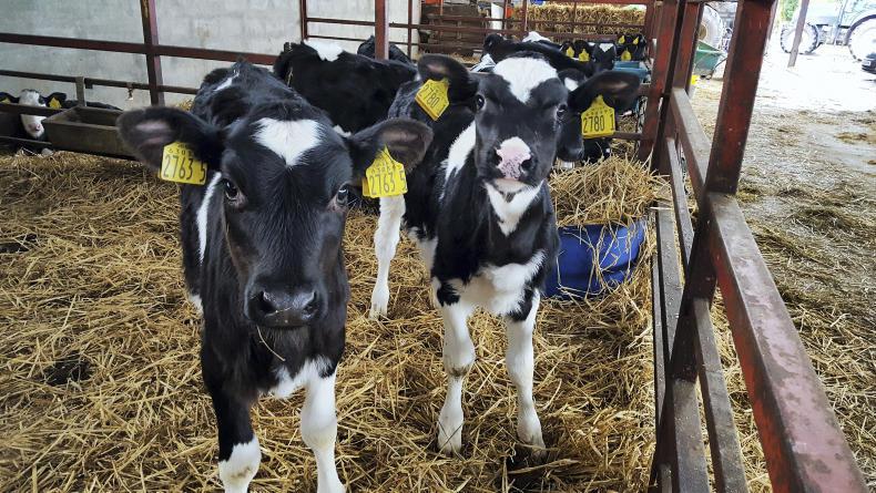 Almost two-thirds of calves registered online