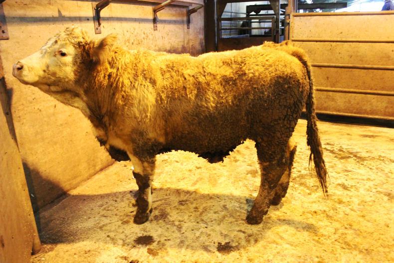 Sharp cattle trade at Enniskillen Mart
