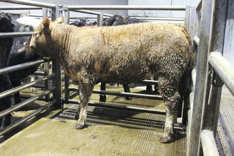 Brisk trade for forward cattle at Markethill 