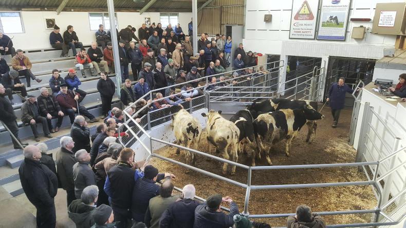In pictures: cow prices to the fore at Bandon Mart