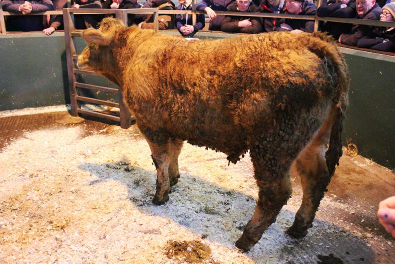 Cattle prices rise at Omagh Mart