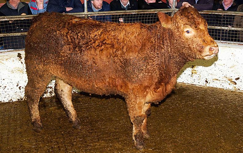 Brisk trade for slaughter-fit stock