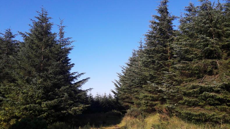 Area size of East Kilbride to be planted in Central Scotland this year