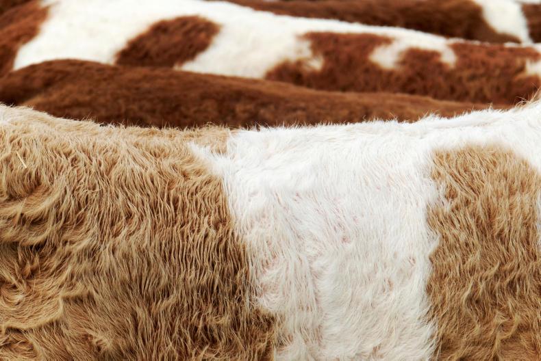 Role of offal in calculating price paid by factories for beef