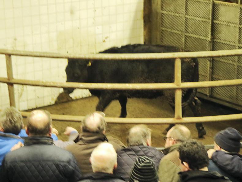 Top-quality forward bullocks sell to €815 over the weight at Balla Mart