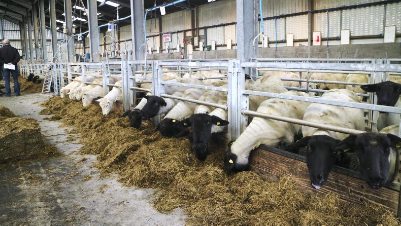 Best scan for New Zealand ewes in INZAC flock