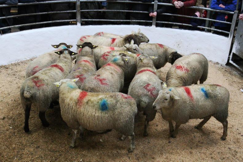 In pictures: 100% clearance at Tullow mart in-lamb ewe sale