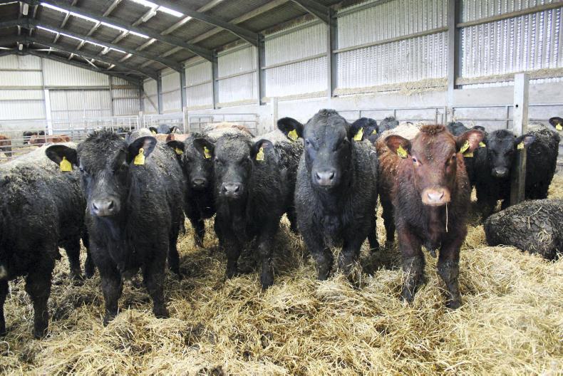 Greenmount : cow weight driving efficiency on the hill
