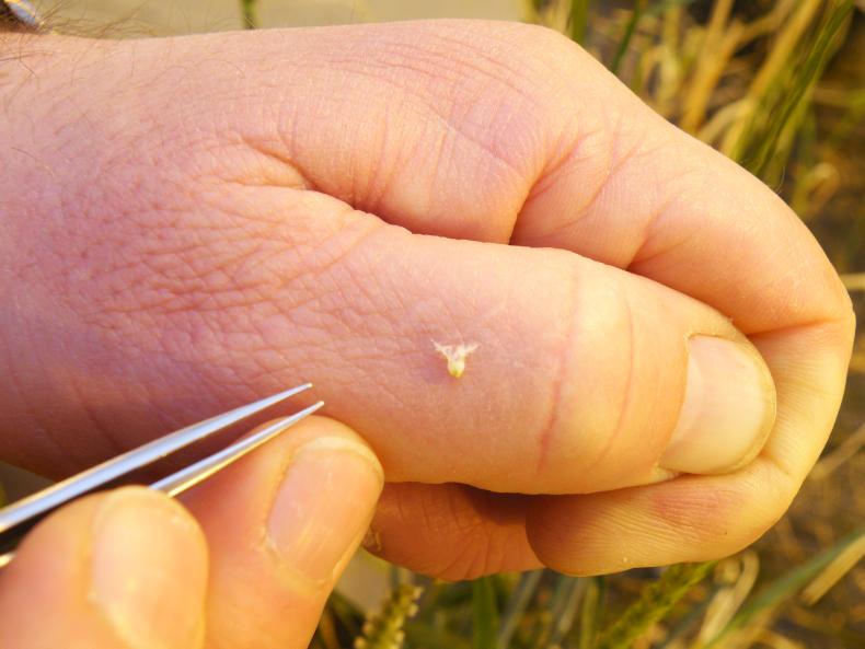 Analysis: European ruling opens debate on new plant breeding techniques