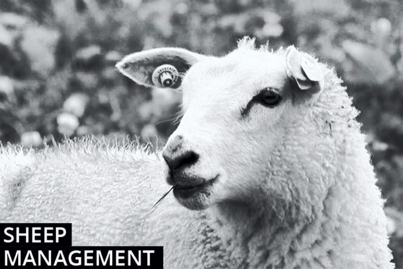 Sheep farming management notes