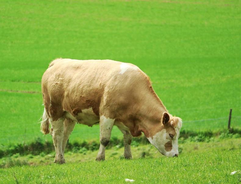 NI farmers won't fund failing TB policy