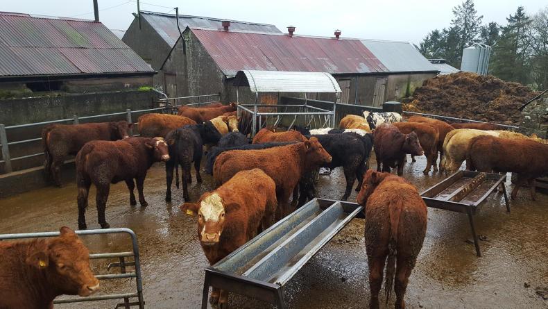 Watch: heifer breeding that didn’t go to plan