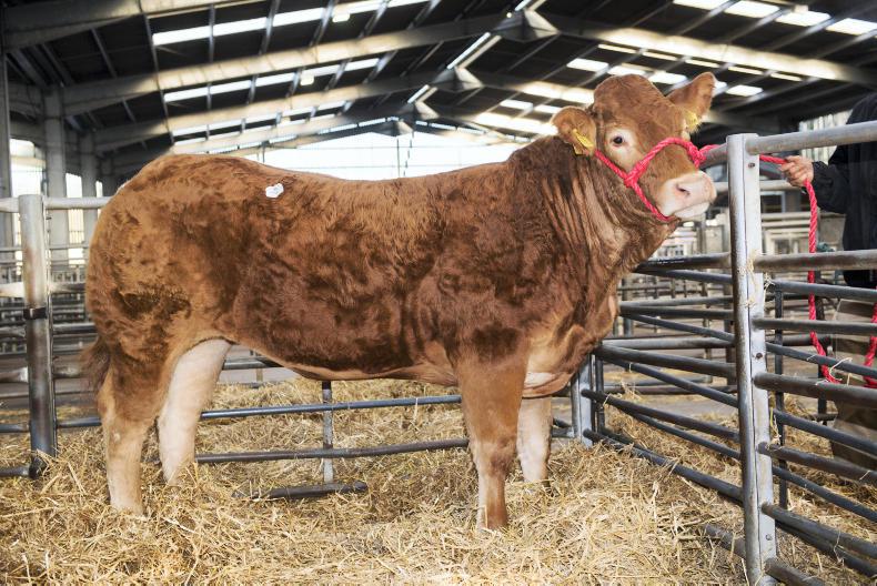 Haltcliffe high of 8,000gns   