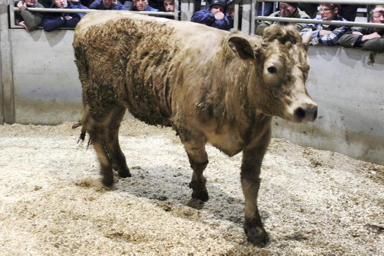 Beef prices ease as cattle supplies increase