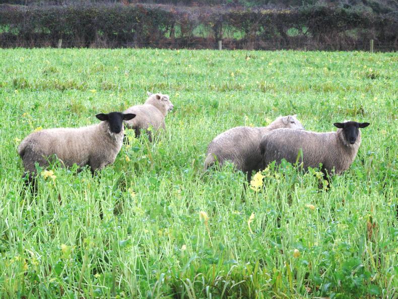 Tight supplies underpinning price rise