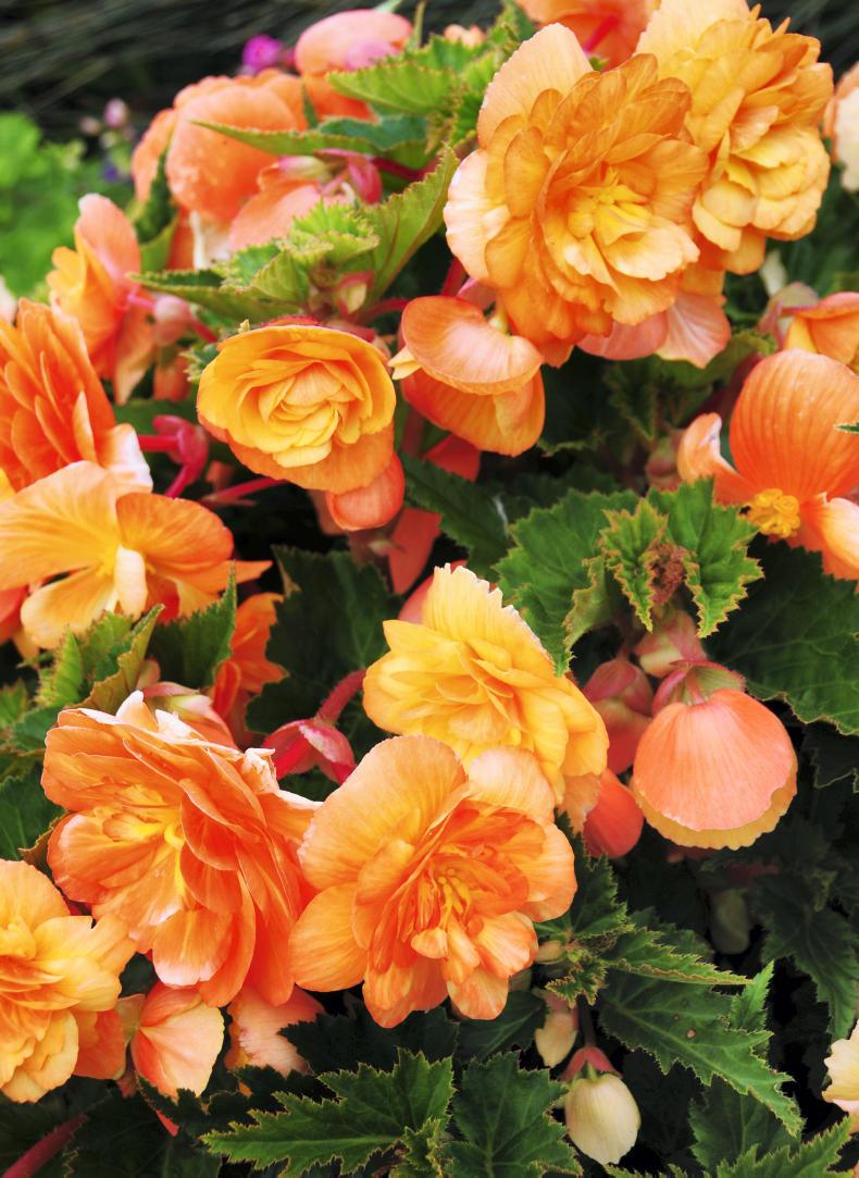 Gardening: Set your garden alight with blazing begonias