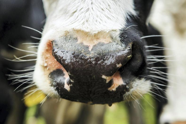 2,100 Dutch farms investigated over alleged calf registration fraud