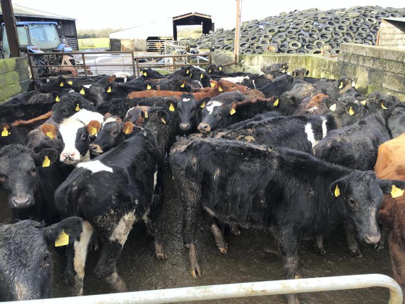 Farmer Writes: spring grass worries after a long winter