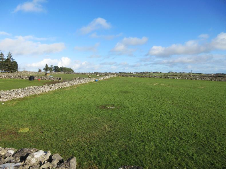 Over 100 acres of ideal suckler land