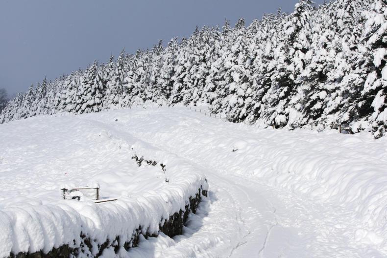 21 weanlings killed as snow blown into shed 