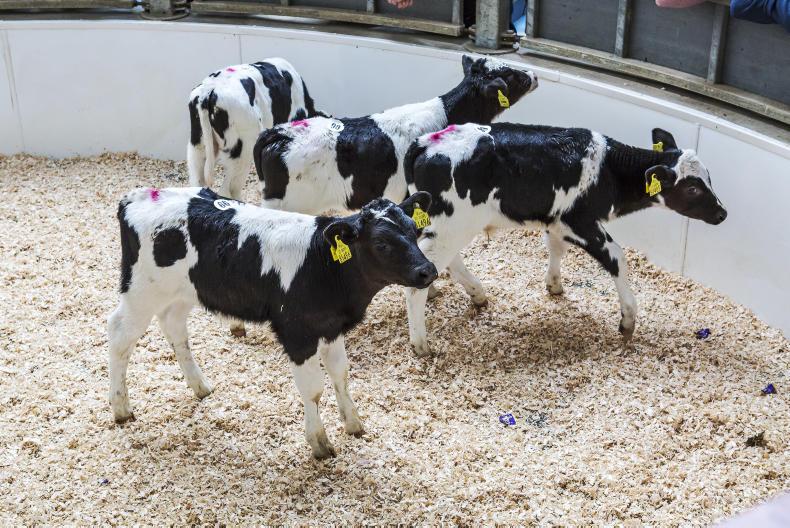 Calf numbers to peak next week