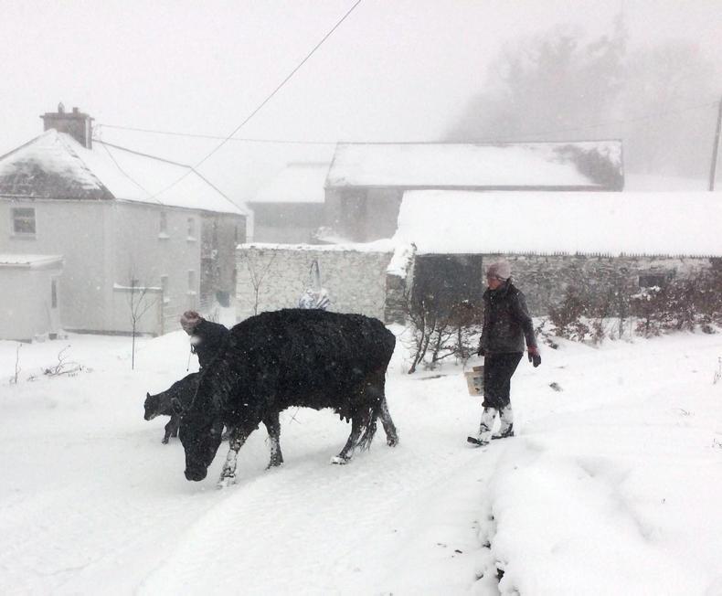 Farmer Writes: when calving and conditions collide