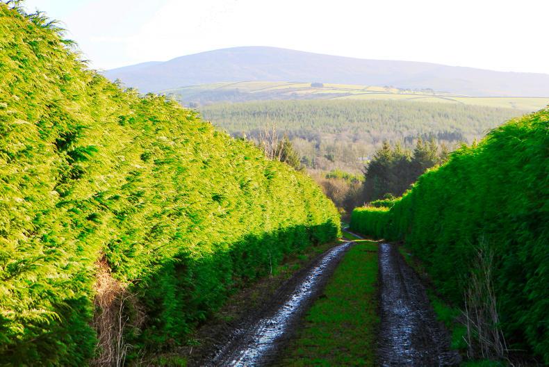 One in every 10 acres of land in Ireland is under forestry 30