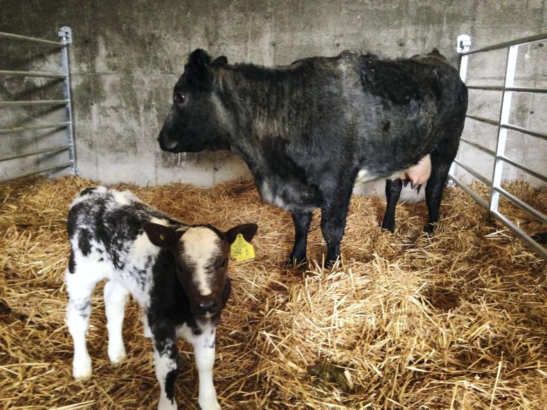 Five tips for indoor management of spring cows after calving - Premium