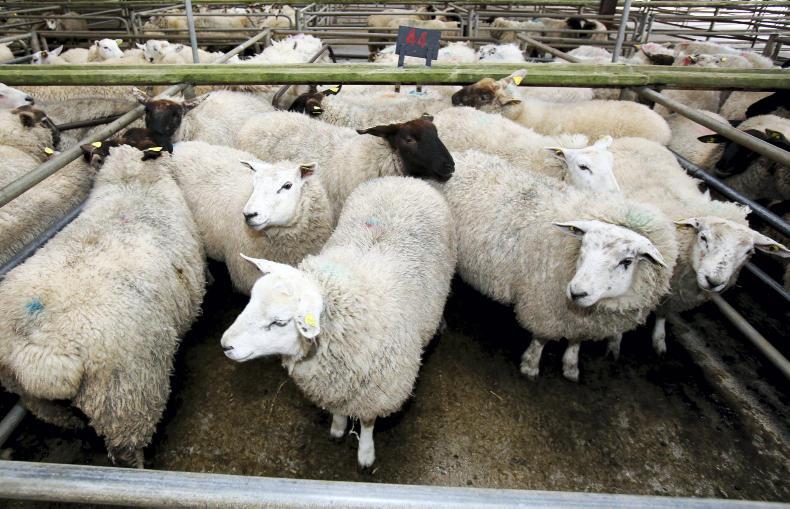 Sheep prices higher prices lift weekly kill 21 March 2018 Premium