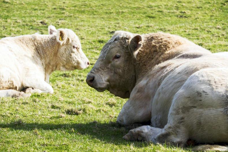 Only vets can ensure bull fertility test Premium